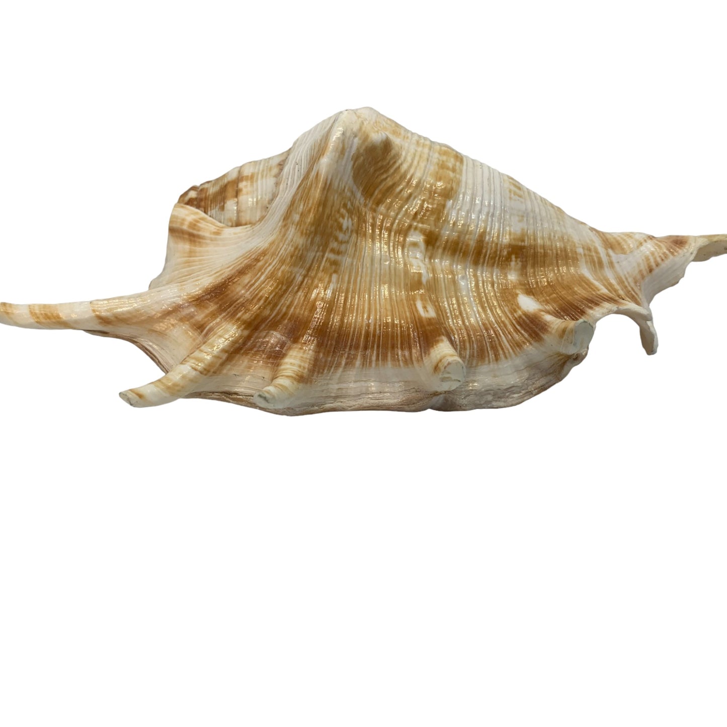 Seashell Sculpture or Coastal Decor | Home and Office Accent Piece | Ace of Craft