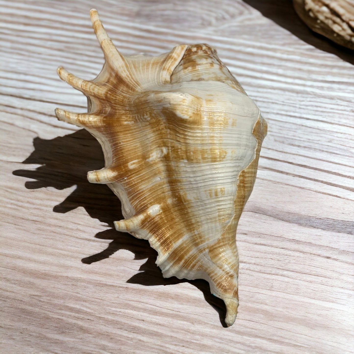 Seashell Sculpture Decor | Coastal Decor or Collection | Home and Office Accent Piece