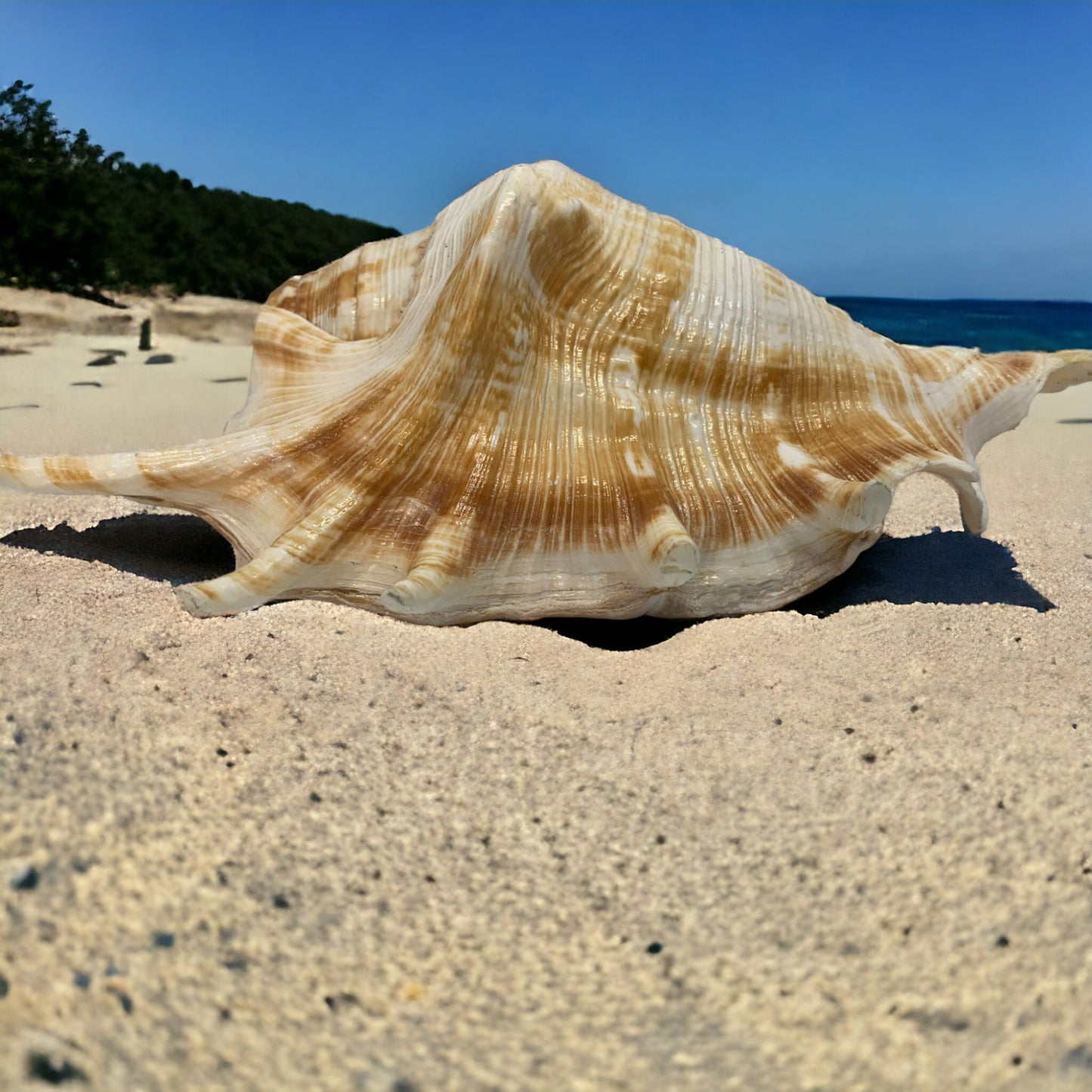 Seashell Sculpture Decor | Coastal Decor or Collection | Home and Office Accent Piece